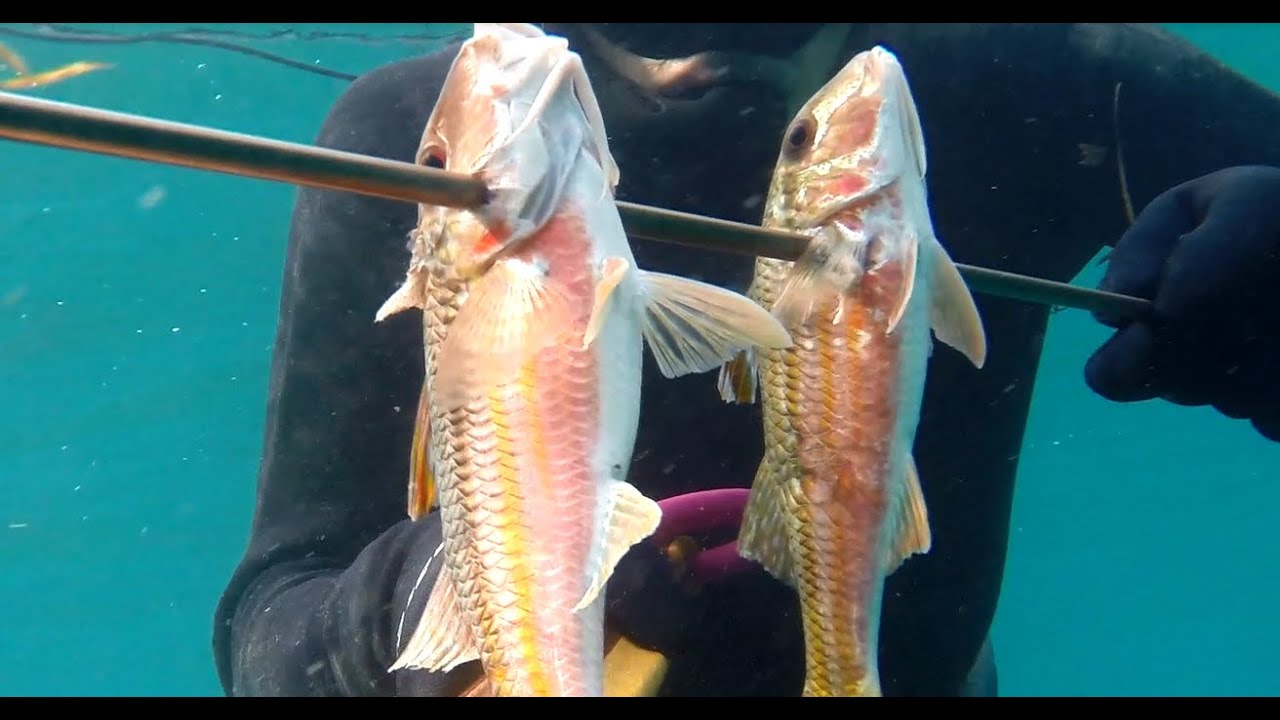 Pesca sub: tre Triglie contro tre Triglie -Francisub-