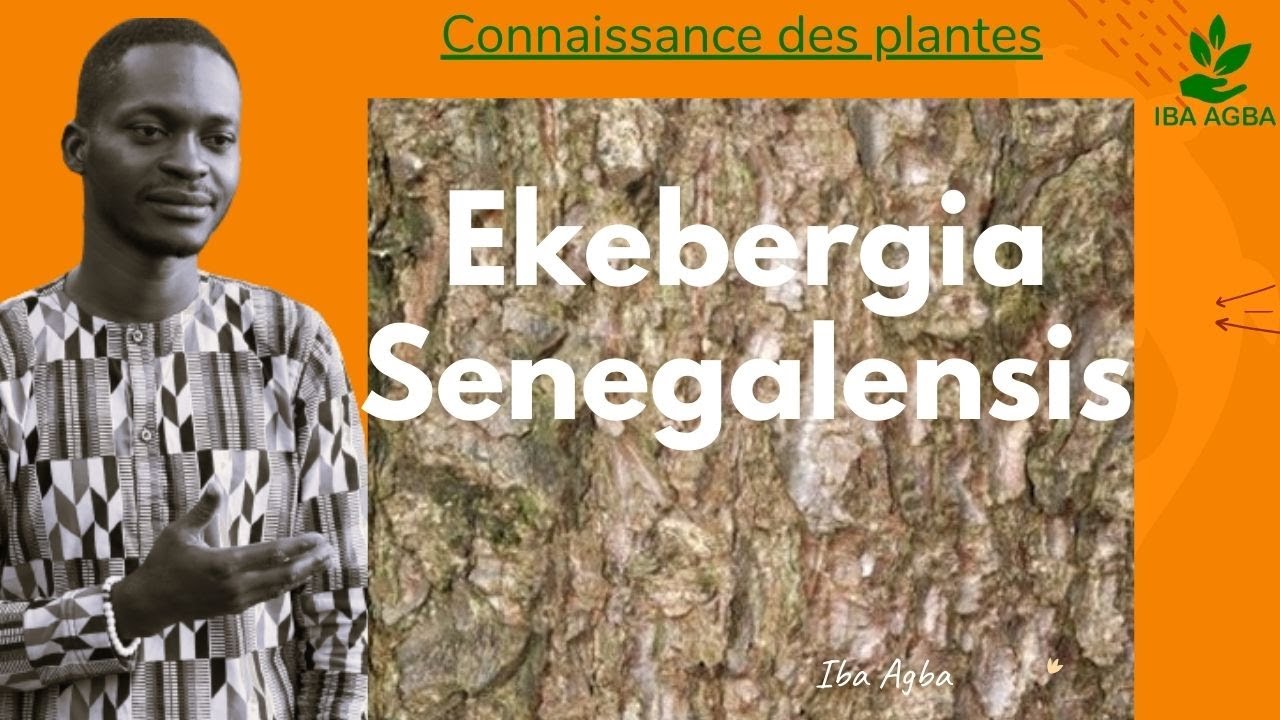 CONNAISSANCE DES PLANTES { Ecorse de Ekebergia Senegalensis}