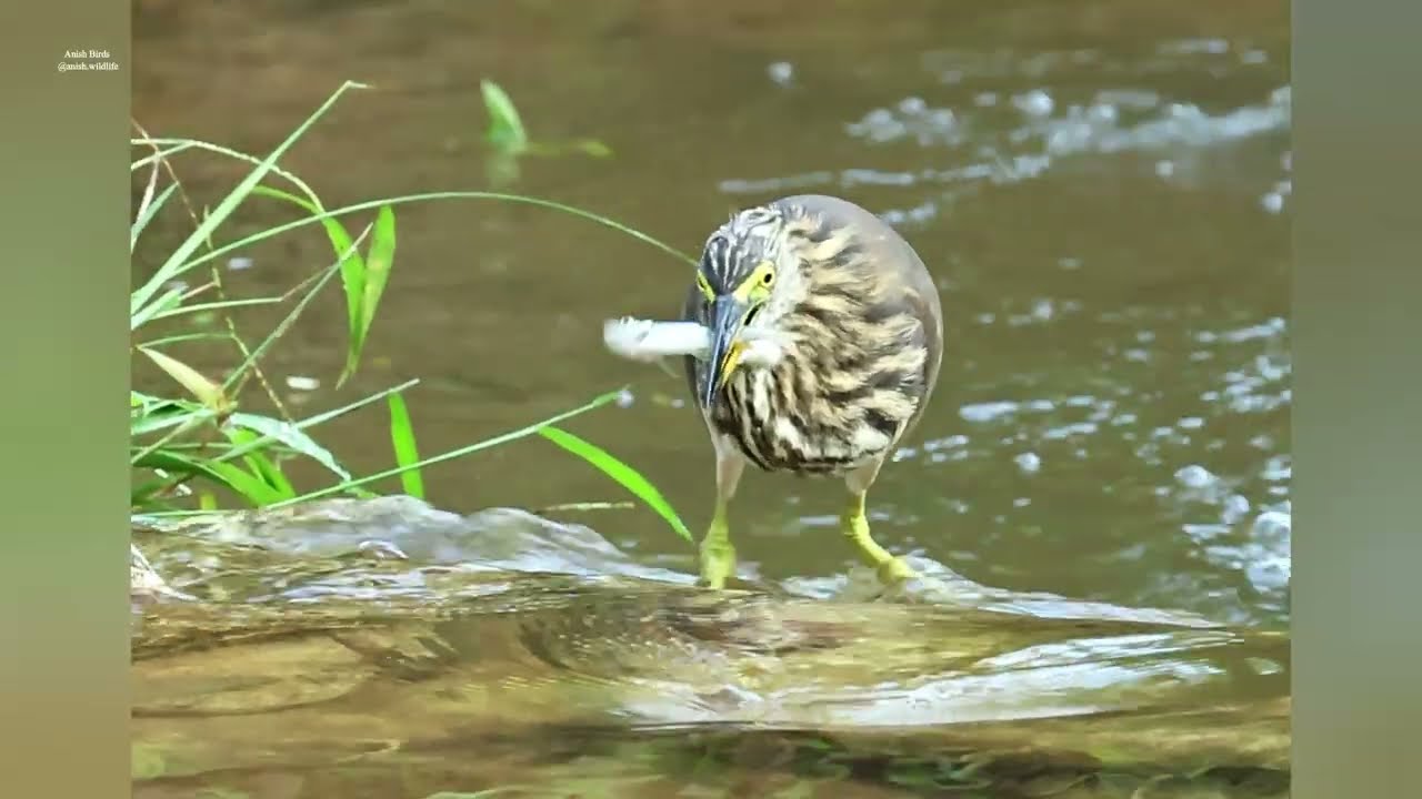 Indian pond heron bird fishing #birds