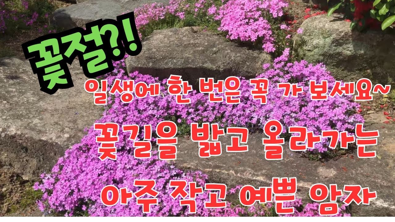 4K 경기도 안성시 성은사 / 봄철 꽃구경 핫 플레이스 / 드론샷