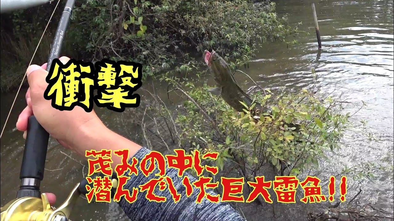 衝撃!!巨大化した雷魚をブッシュの中から強引にぶっこぬきました。巨大雷魚2連発　snake head fishing in Japan