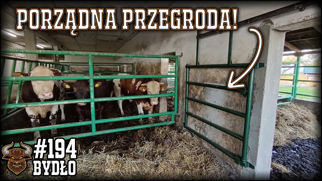 #194 Bydło opasowe - potężna furtka na potężne byki!