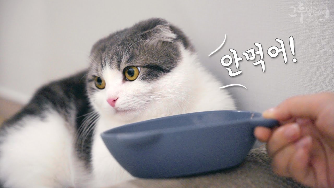 큰일났어요! 코비가 밥이 싫대요 😭