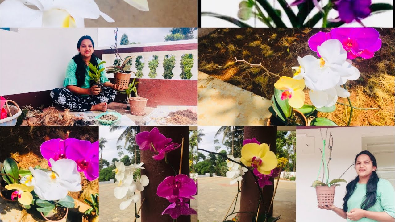 Orchid Plant ನ್ನು Repot ಮಾಡುವುದು ಹೇಗೆ/ orchid growing tips
