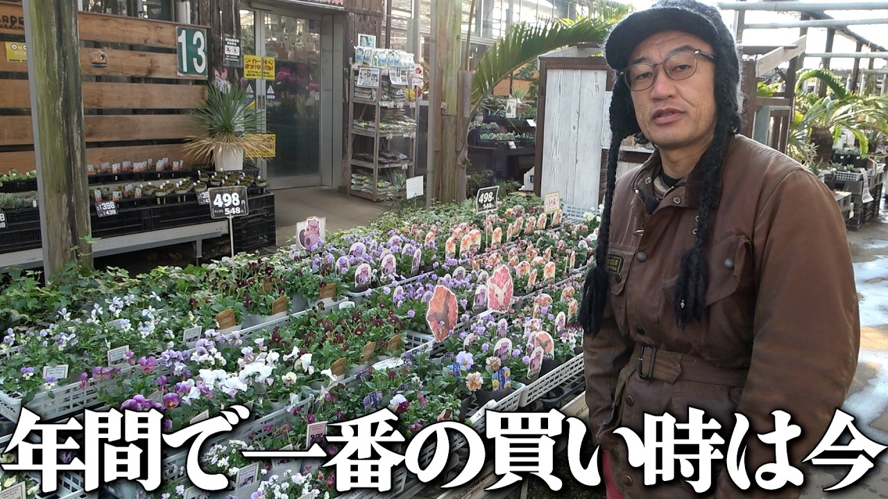買い時、植え付け時のベストシーズンは今しかない！！！【カーメン君】【園芸】【ガーデニング】