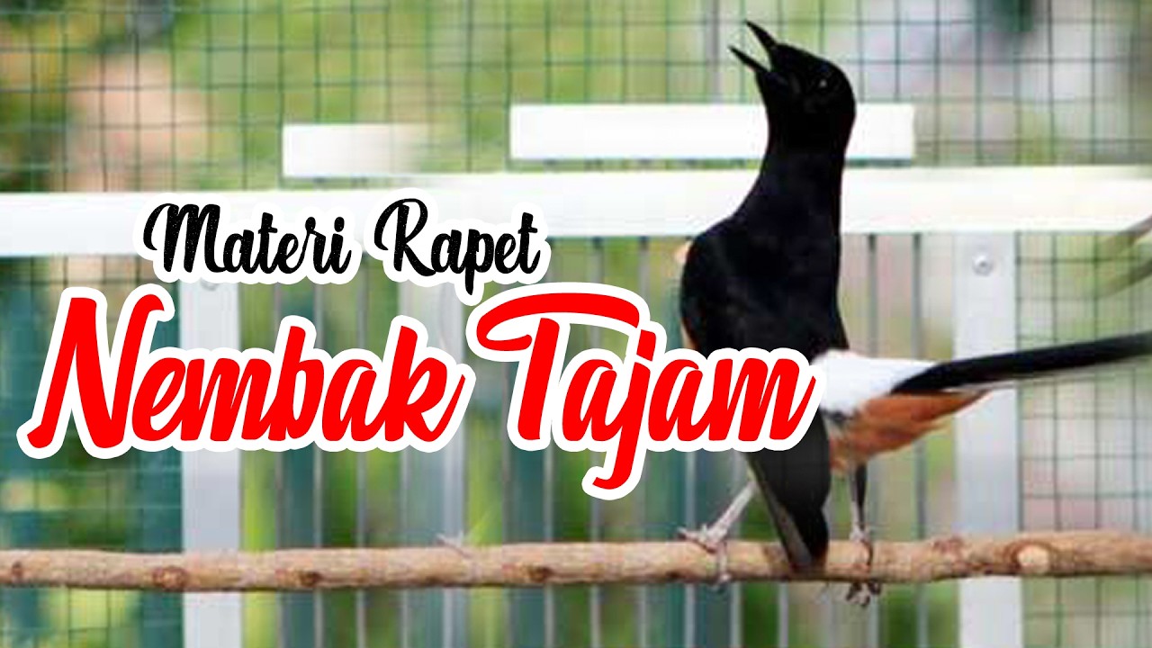 🔴KRETEKAN MURAI BATU MEMANCING EMOSI