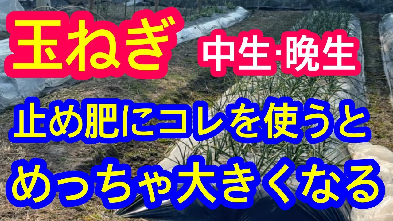 【玉ねぎ】中生、晩生の追肥には是非この肥料を使って下さい！お店の玉ねぎより大きくなります！
