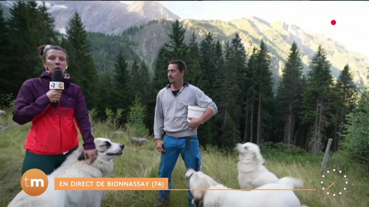 Bionnassay : les moutons protégés par des Patou // Télématin - Fenêtre sur les régions - France 2