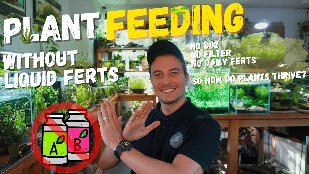 PLANT FEEDING WITHOUT BOTTLED FERTS | NO CO2 | NO FILTER | LOW-TECH TANK