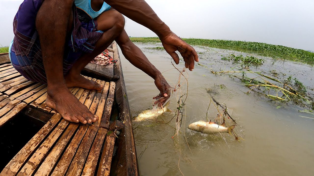 কারেন্ট জাল দিয়ে বড় বড় মাছ শিকার | Hunting big fish with current nets
