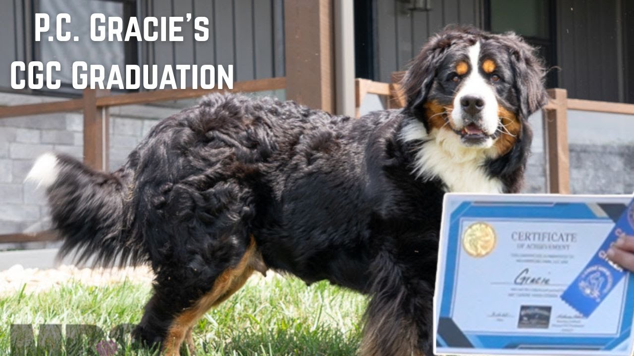 P.C. Gracie's Canine Good Citizen Evaluation at Mountain Dog Companion!