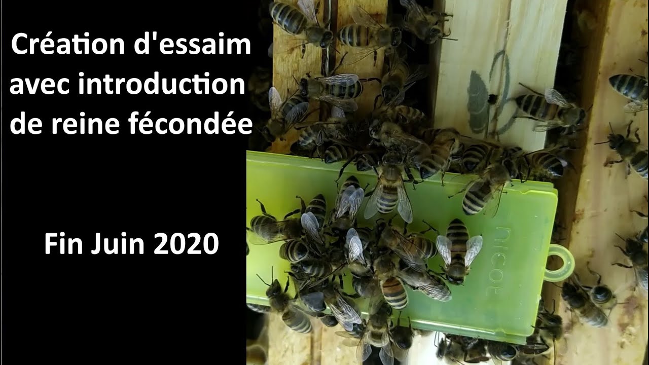 Création d'essaim avec introduction de reine fécondée