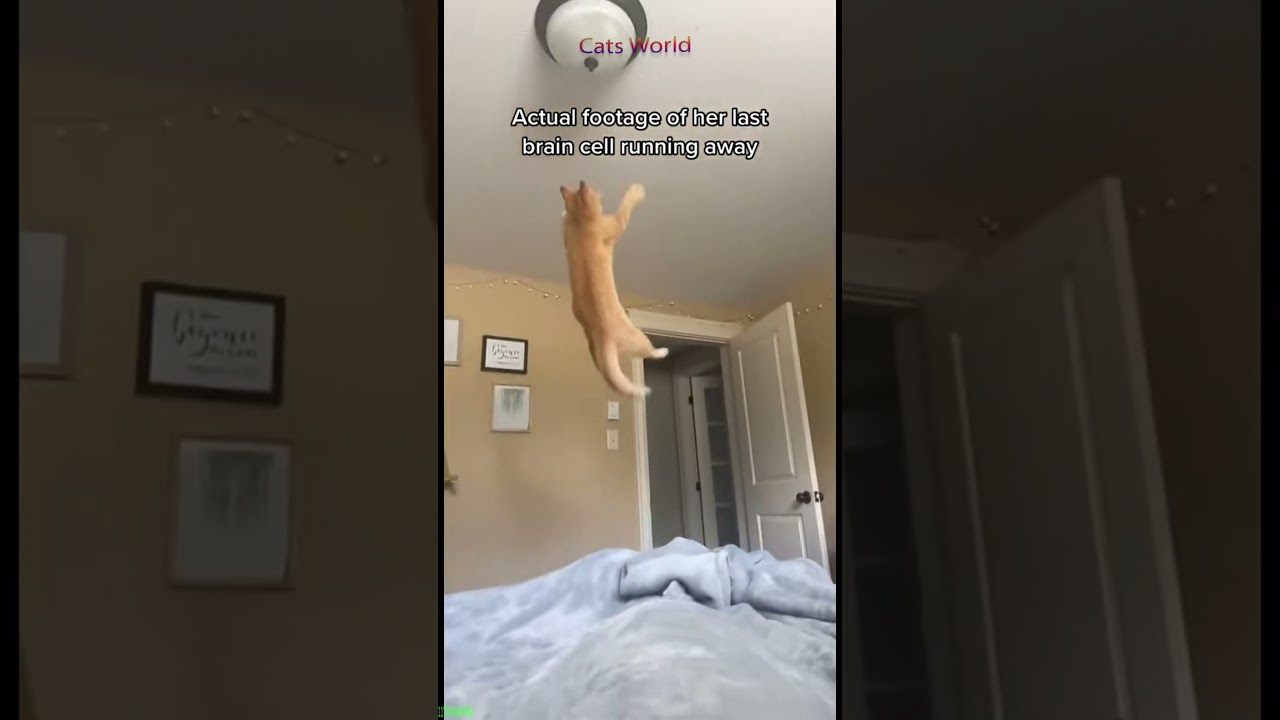 Cute Animals 🥰 kitten meowing cute 😼 #catsworld #7617
