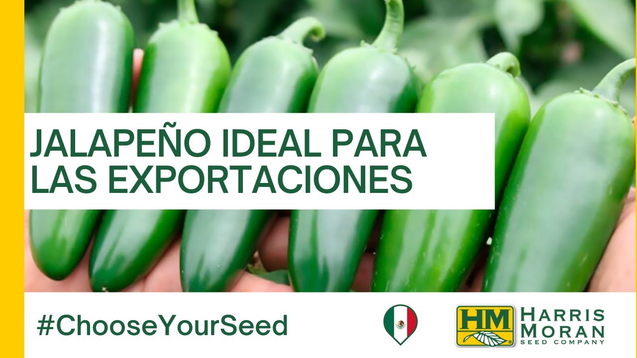 Jalapeño ideal para mercado de exportación - #ChooseYourSeed| HM.CLAUSE