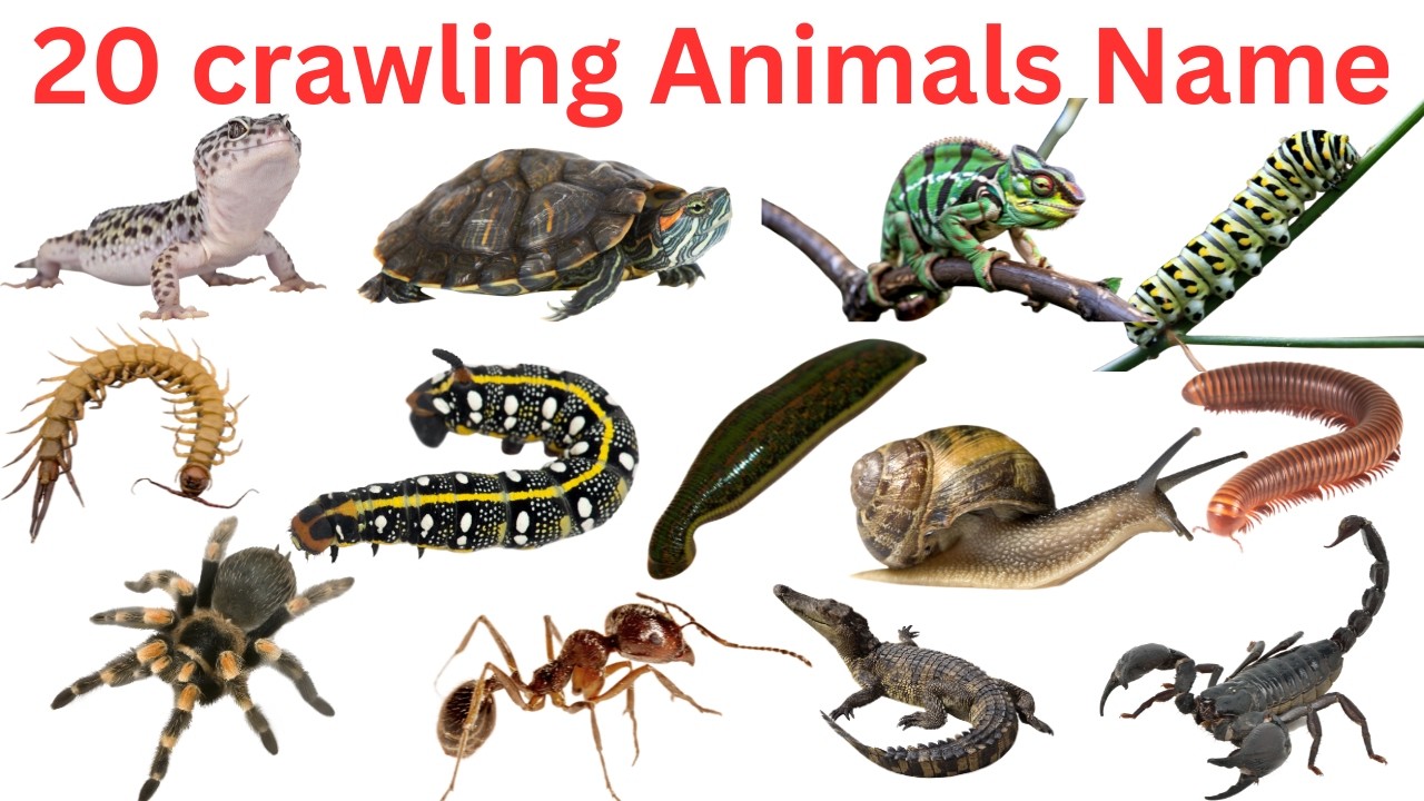 20 Crawling Animals Name in English and Hindi | रेंगने वाले 20 जानवरों के नाम | Kids Learning Video