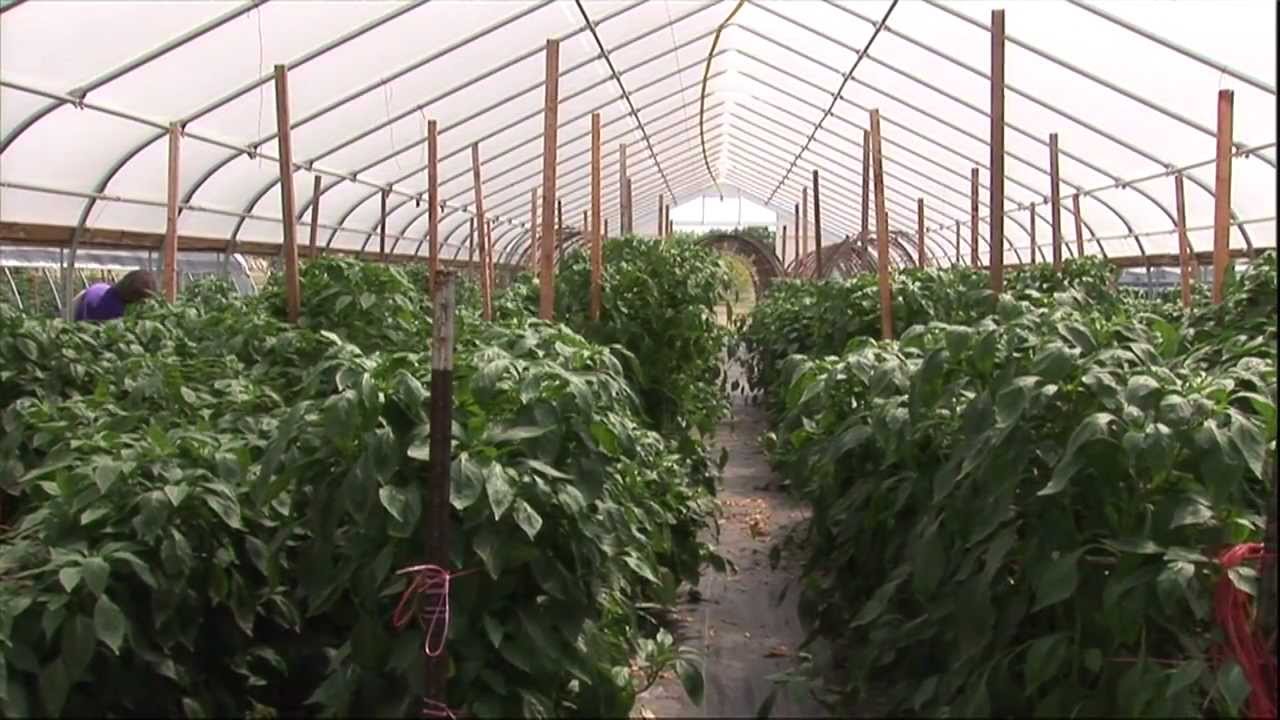 High Tunnels: Overview