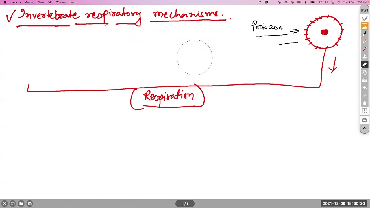MSC1 Zoology Mechanisms of Respiration in Invertebrates part1