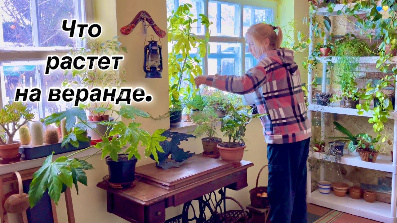 Что РАСТЕТ на ВЕРАНДЕ | Уют и комнатные растения 