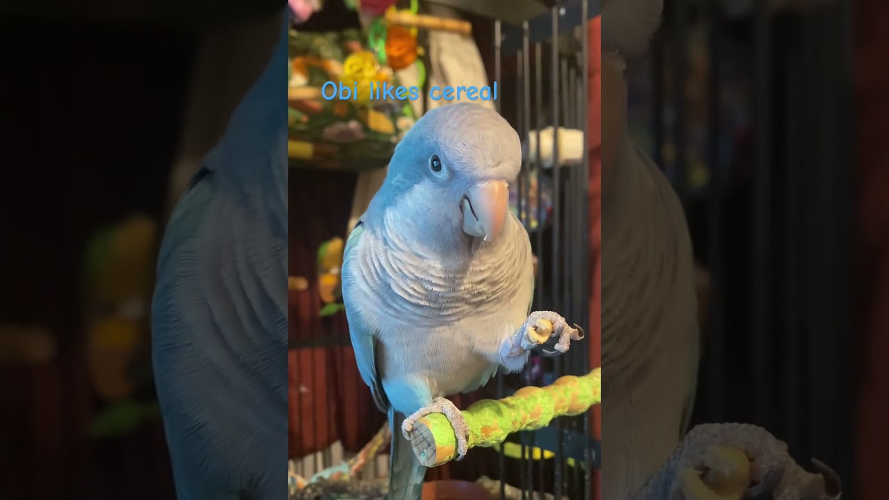 Obi eats cereal #quakerparrot #birds #birdlaw #obi