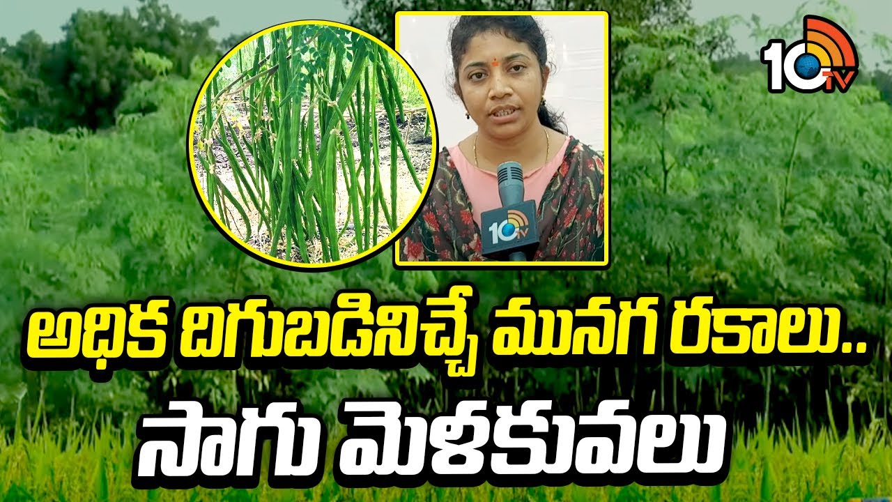 అధిక దిగుబడినిచ్చే మునగ రకాలు.. సాగు మెళకువలు | Drumstick Farming | Matti Manishi | 10TV