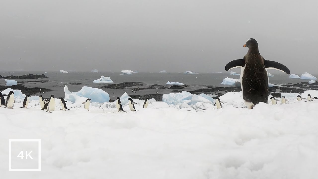 Penguin Paradise: 10 Hours of Adorable Penguins at Brown Bluff in Antarctica (No Music)