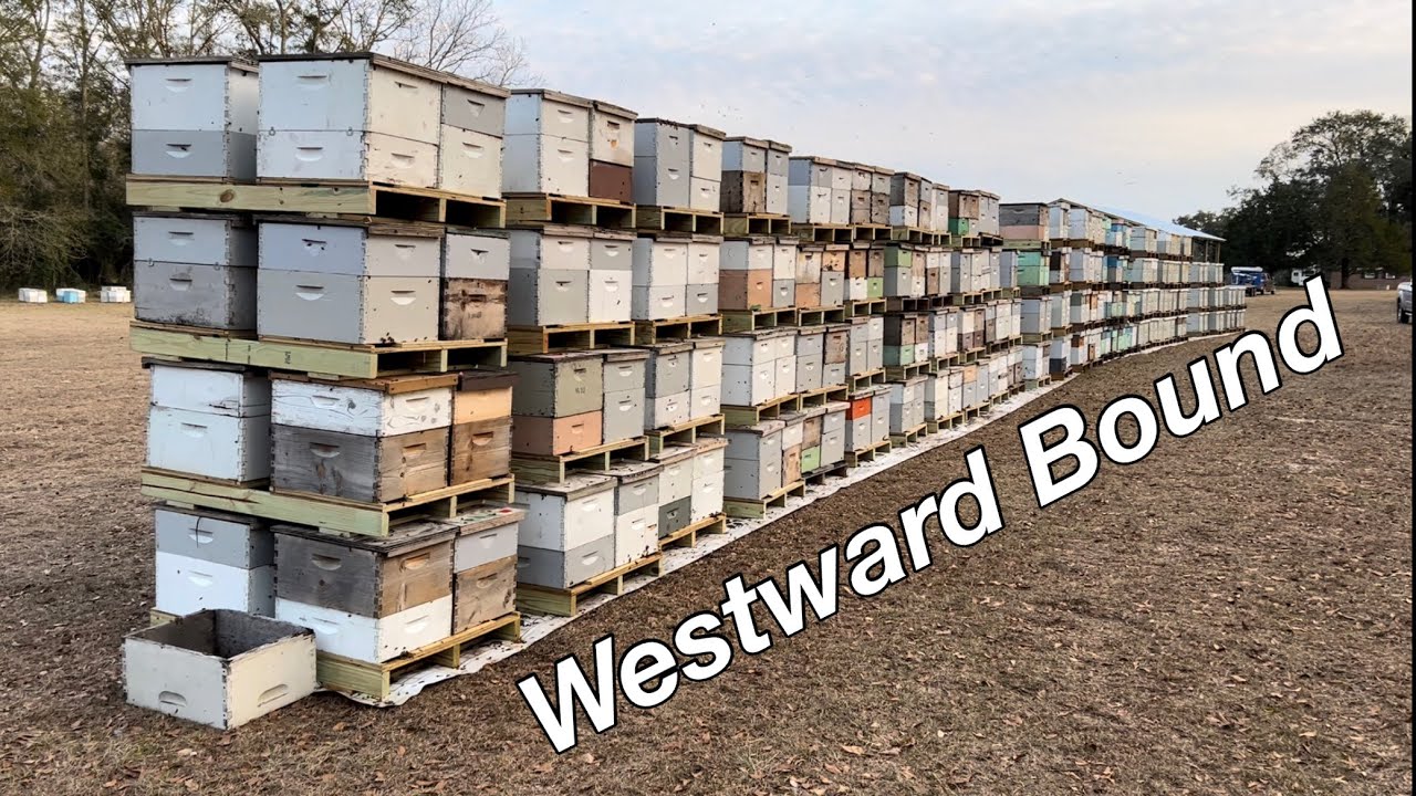 Load Em Up! BEES GOING WEST!!! Moving and Loading Pollination Bees