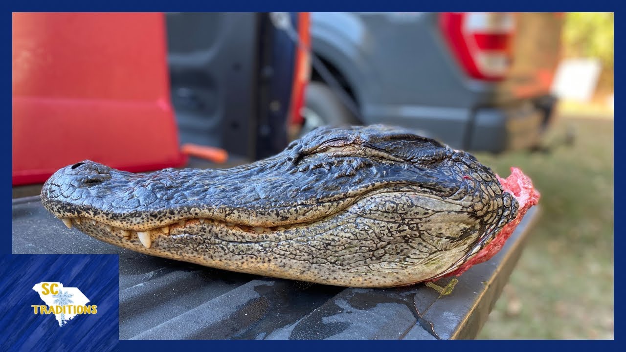 Cleaning an Alligator Skull
