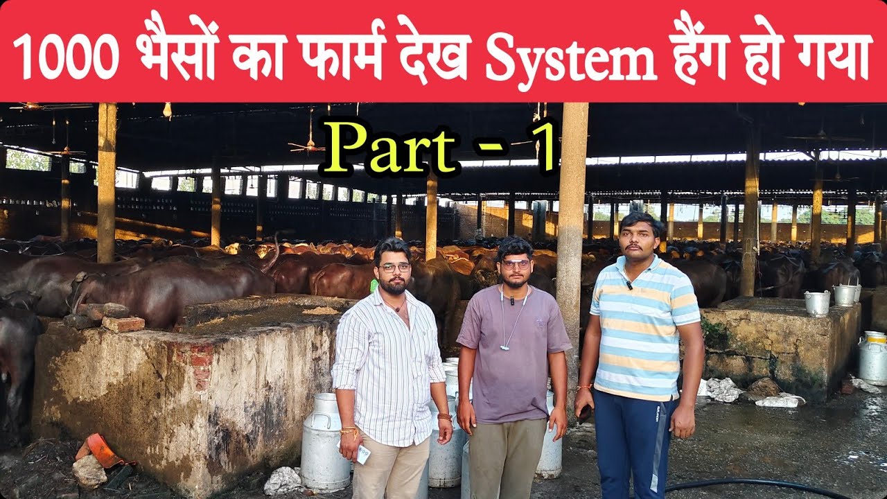 1000 भैंसो का Buffalo Farm देख System हैंग हो गया 🥵 Part -1 | Big Buffalo Dairy Farm UP