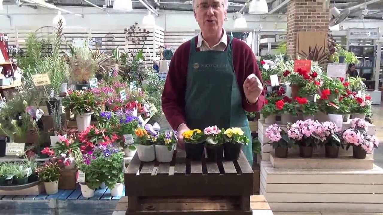 How to Care for Primroses from Protoleaf Channel