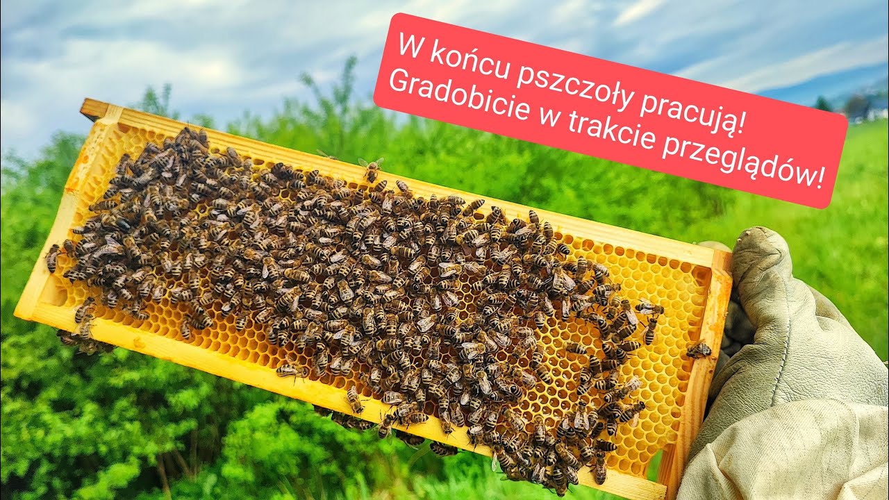 Pierwszy intensywny zbiór nektaru w tym roku. Gradobicie w trakcie pracy na pasiece.