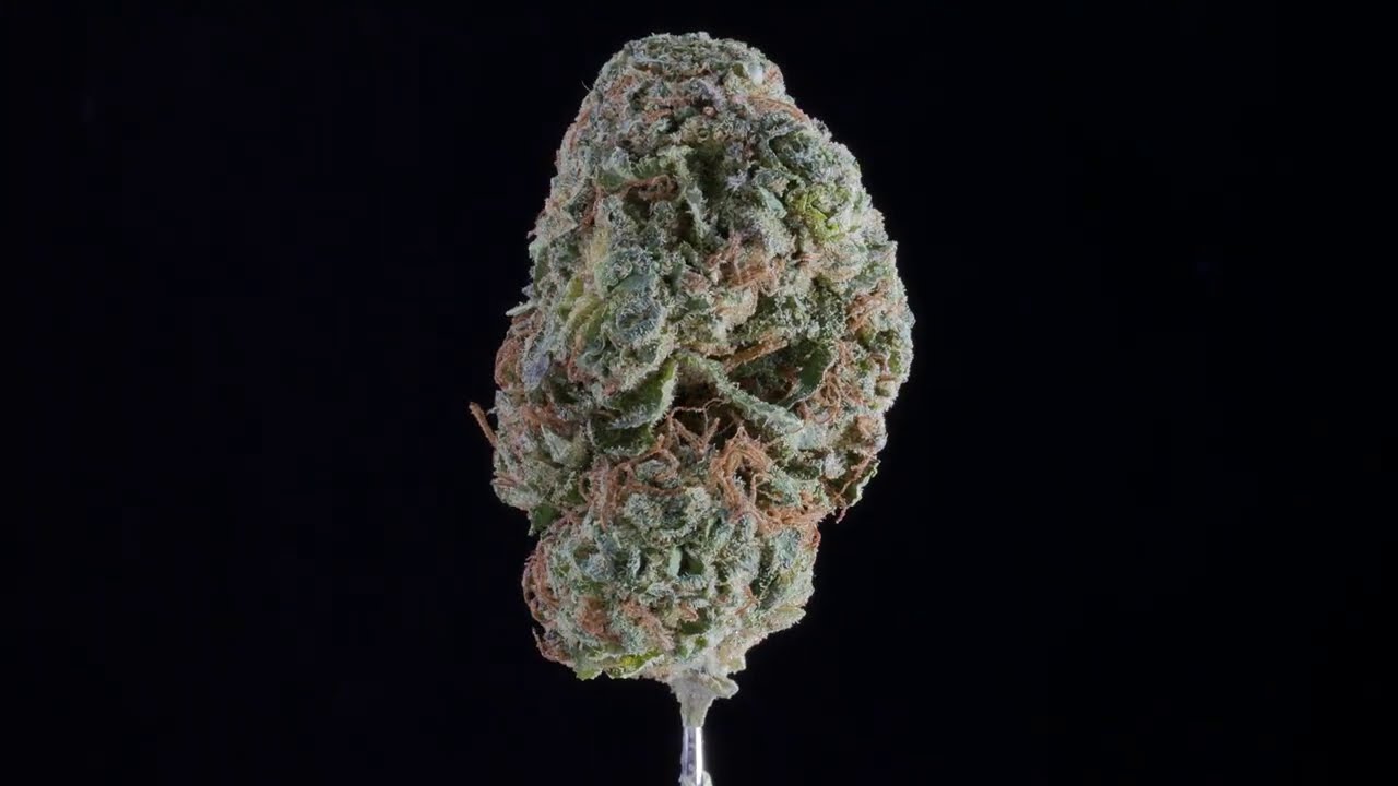 4K Cannabis 023 - Highland White Rhino #NSCL