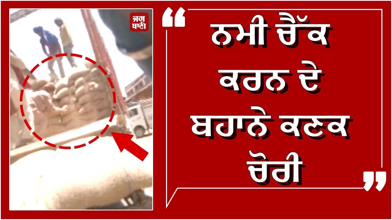 Markfed ਦੇ ਗੋਦਾਮ 'ਚੋਂ Wheat ਚੋਰੀ ਦੀ video ਨੇ ਮਚਾਇਆ ਹੜਕੰਪ