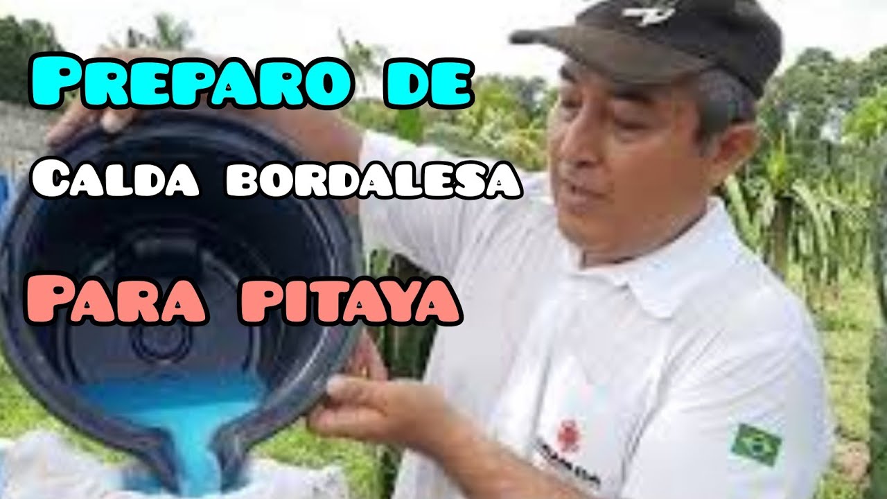 Preparo da calda bordalesa para pulverizar pitaya.