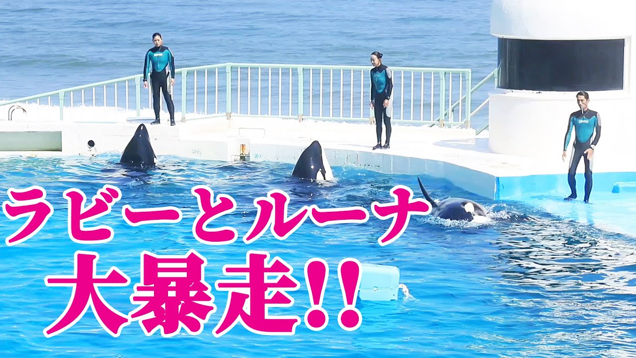 【ハプニング】鴨シーのシャチ親子「ラビーとルーナ」が大暴走!! 鴨川シーワールド シャチショー KamogawaSeaWorld  orca killerwhale