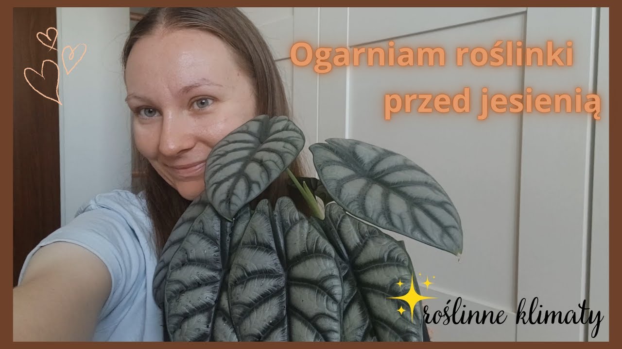 Przesadzam alokazje, ogarniam roślinki przed jesienią 2025 - roślinne klimaty 💚