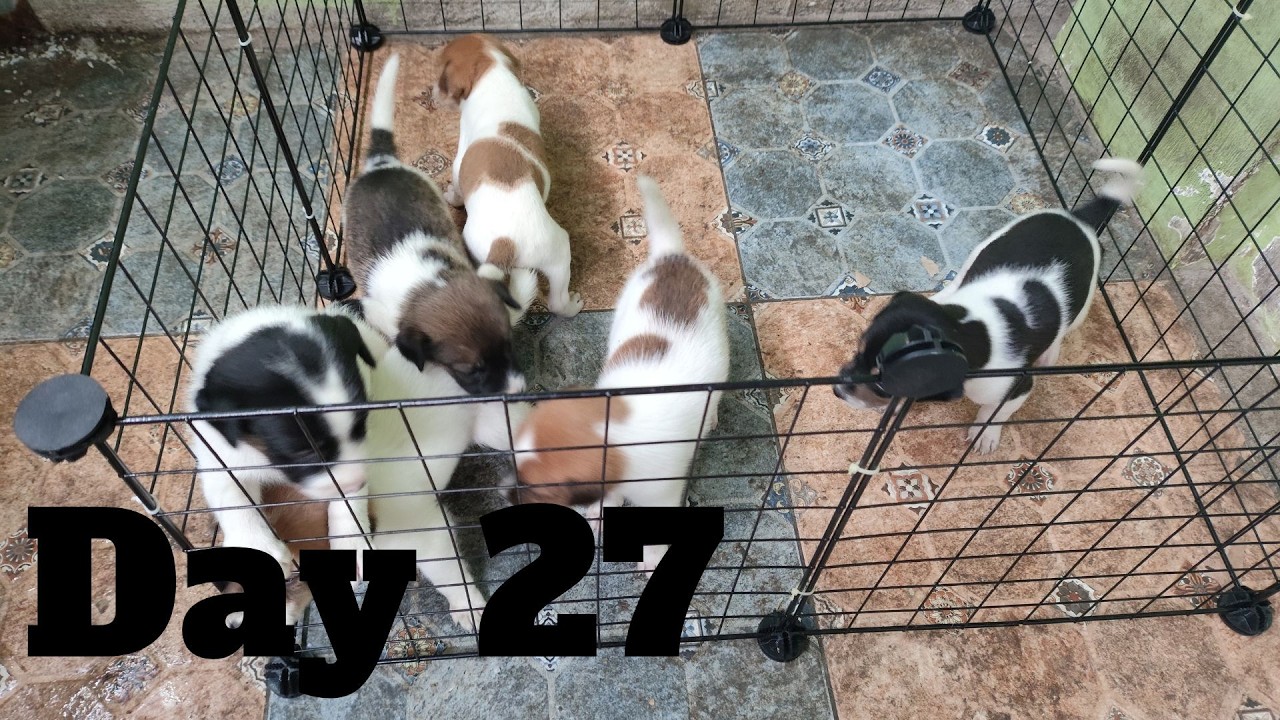 Dogs Life: Day 27 – Puppy Personalities Showing