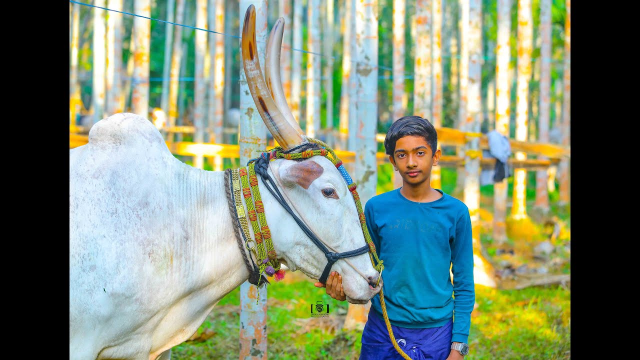 ഏറ്റവും പ്രായം കുറഞ്ഞ കന്നു മുതലാളി എല്ലാ കാളപൂട്ടിലും 3 ജോഡി വരെ പൂട്ടും ഒന്ന് പരിചയപ്പെടാം അവരെ