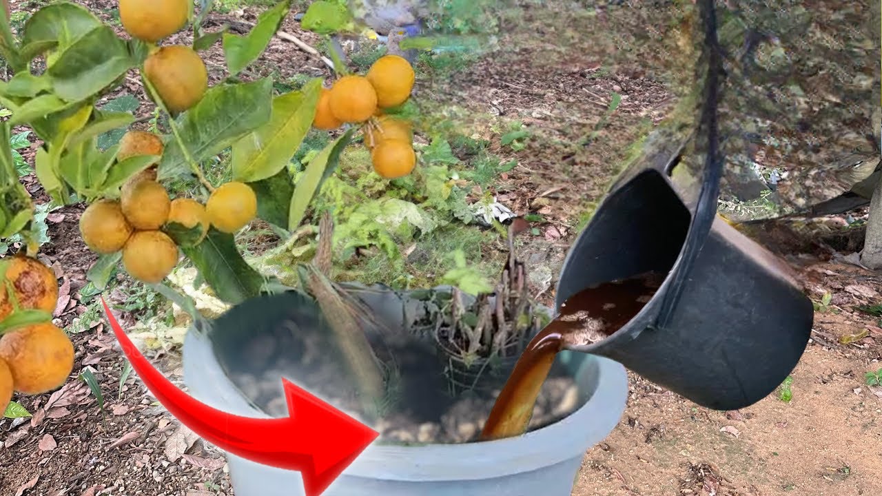 ACELERA LA FLORACION DE TUS LCON ESTE FERTILIZANTE CASERO GRATUITO