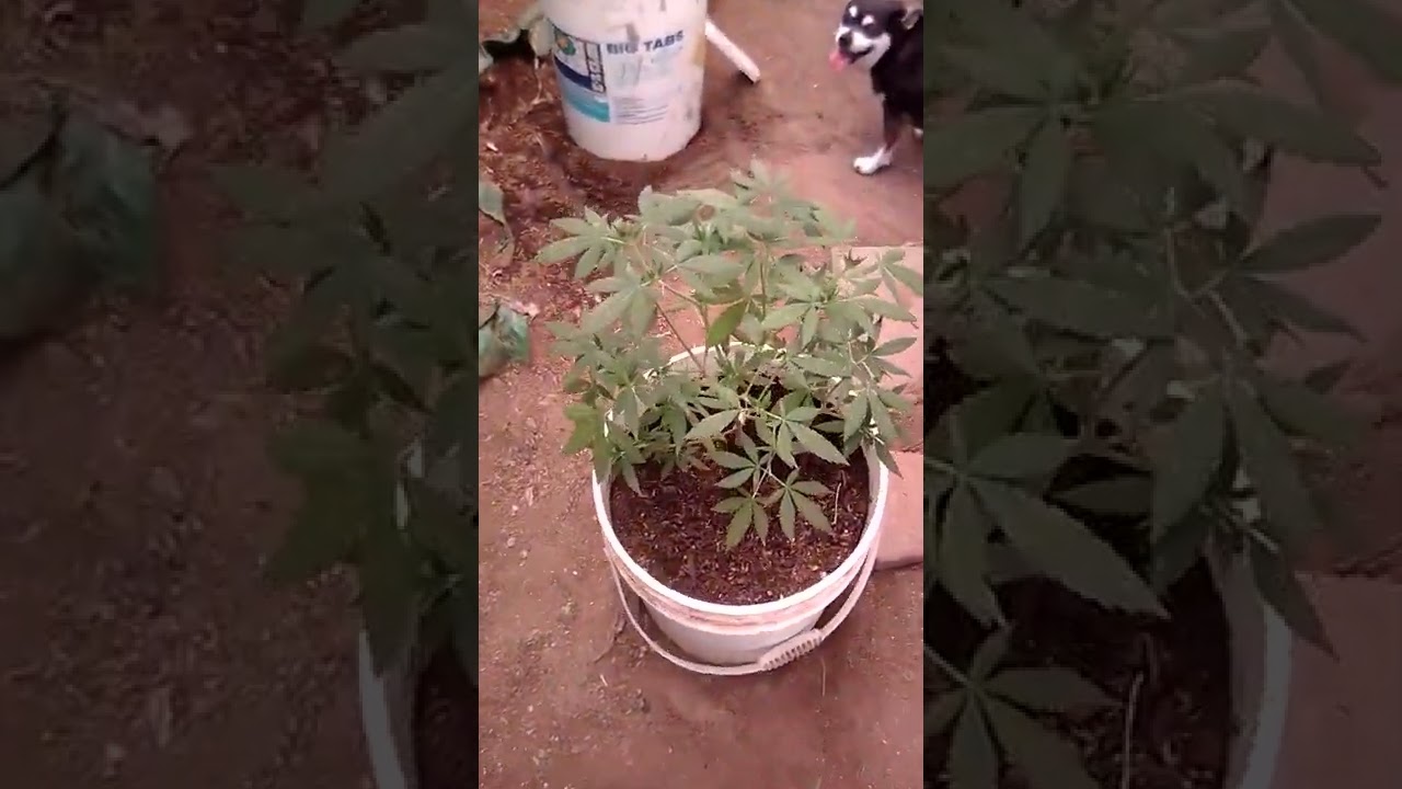 outdoor Cali greenhouse cannabis 2022