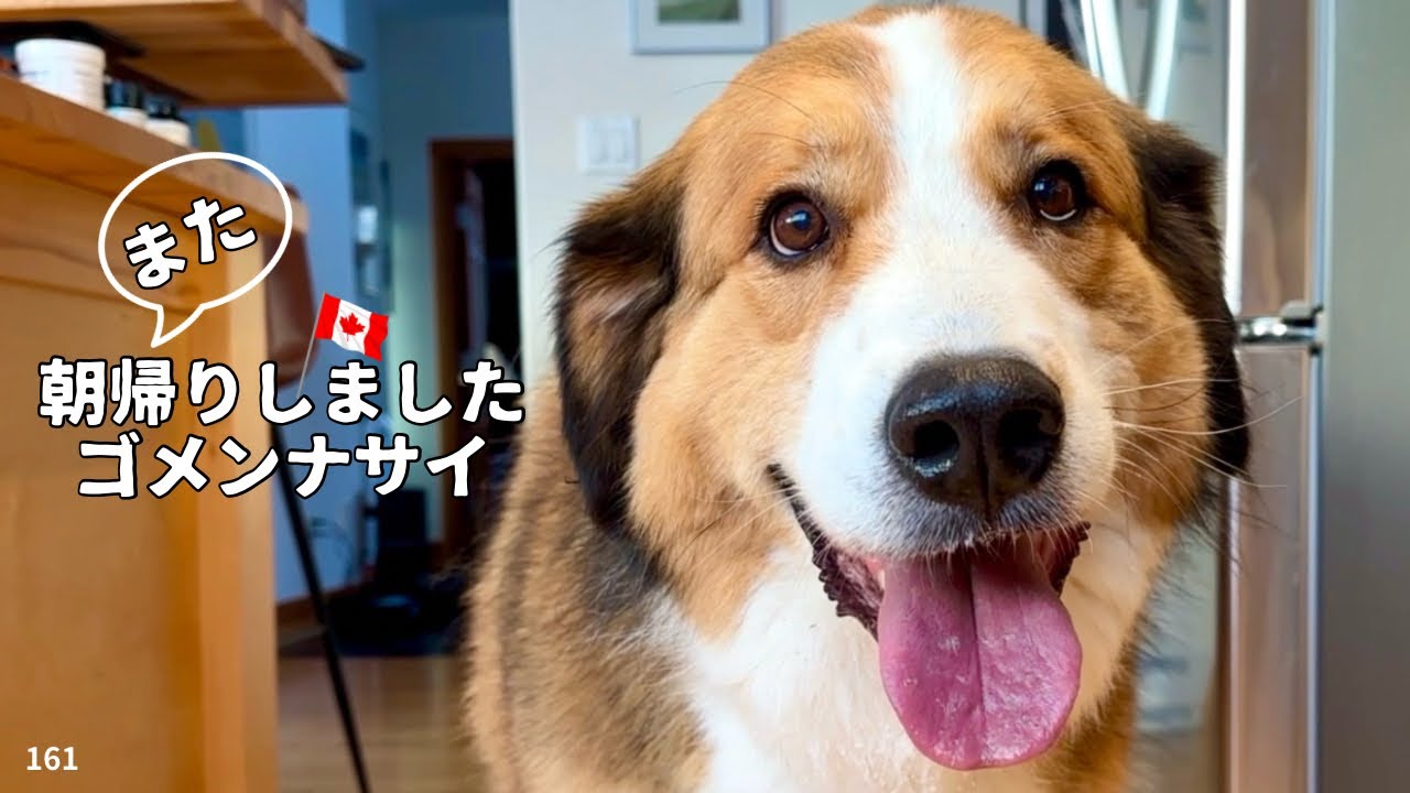 また！朝帰りしましたゴメンナサイ【超大型犬 3頭とカナダで田舎暮らし】