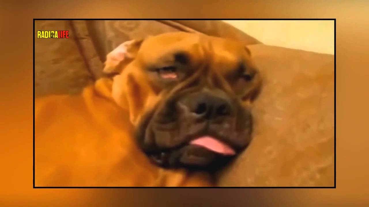 CACHORROS MAIS ENGRA&Ccedil;ADOS &bull; Radicalife