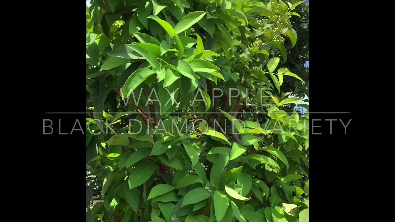 Wax Apple: Black Diamond Wax Apple flowering. Very prolific and good variety to have.