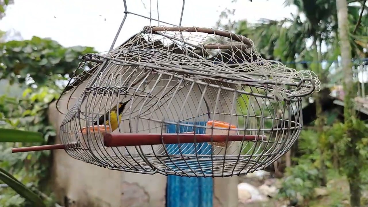 Bạn Sổn nhứ chim sâu và ngủ trên cây.