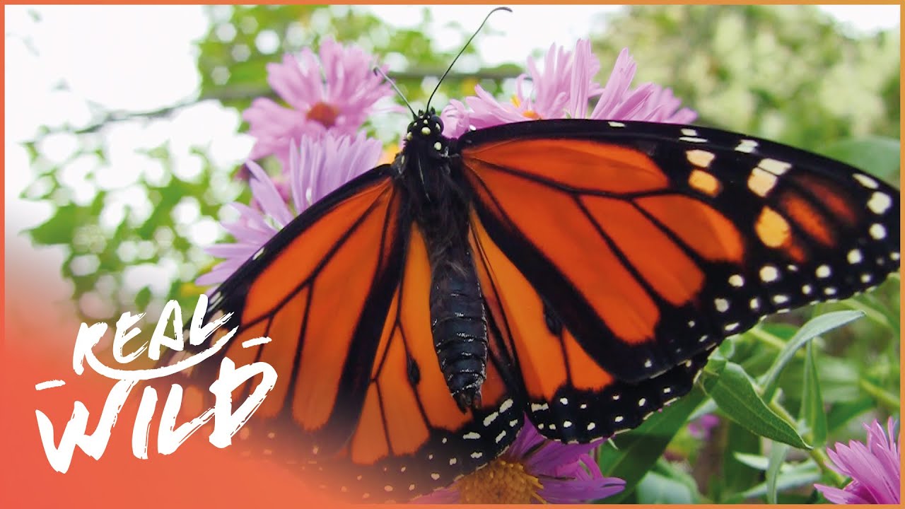 The Spectacular Life Of The Monarch Butterfly | Beauty On The Wing
