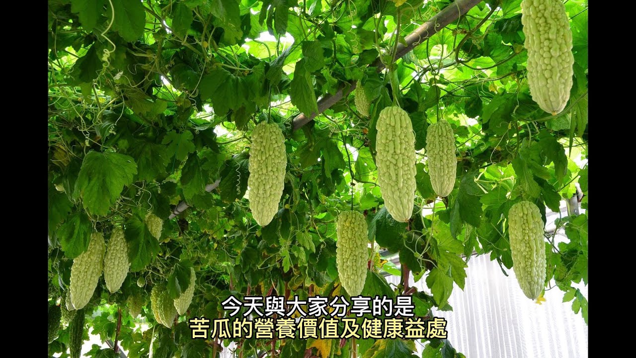 苦瓜的營養與作用