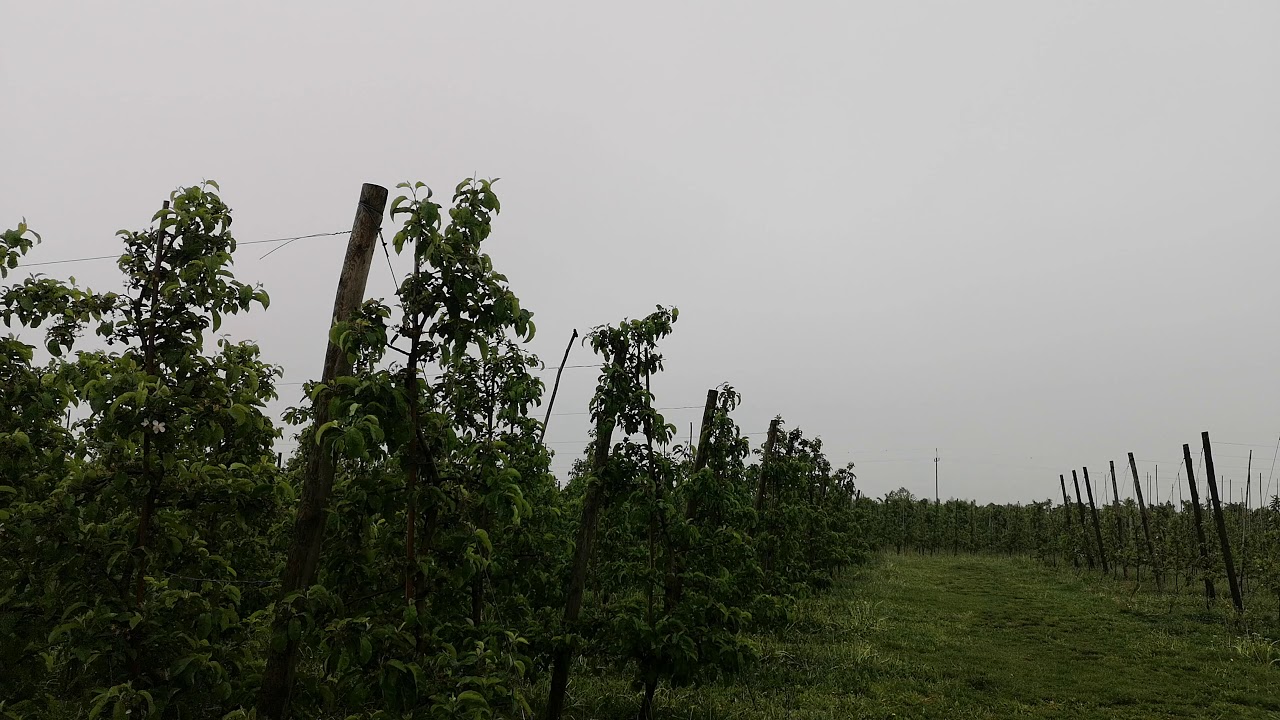 Interwencja po silnej infekcji, 16.05.2019