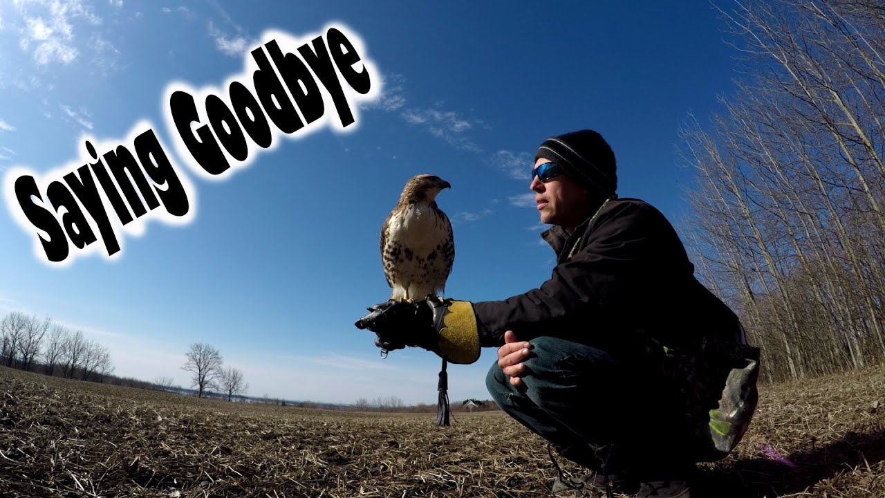 Falconry releasing my red tailed hawk - ACR Outdoors