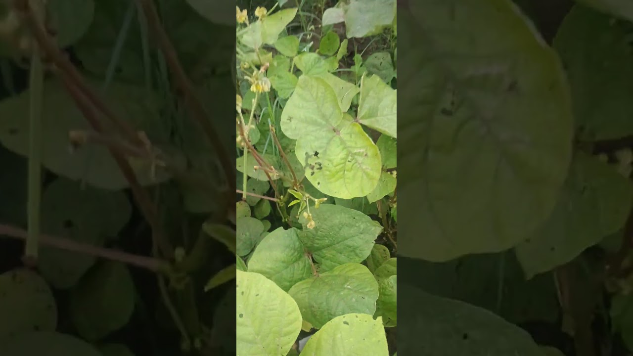 kheti pati #vlog #patnawale #hindutemple #edmdj