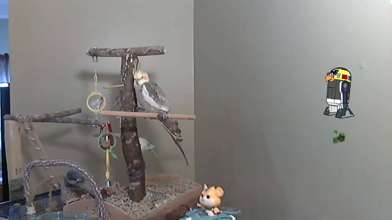 R2D2 Parakeet Training Live