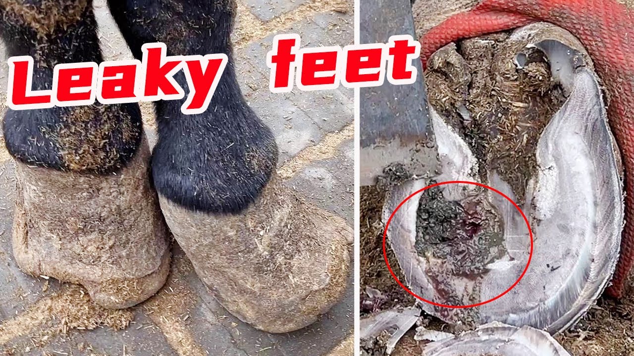 The donkey's hooves are deformed, and there are leaks! 【Black Donkey Prince & ASMR hoof】